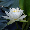 water lily nymphaea odorata 2jul18zac