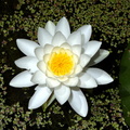 water lily nymphaea odorata 2jul18zbc