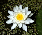 water lily nymphaea odorata 2jul18zbc