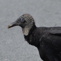 black vulture 13jun18b