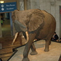 elephant_natural_history_museum_30jul18zac.jpg