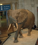 elephant natural history museum 30jul18zac