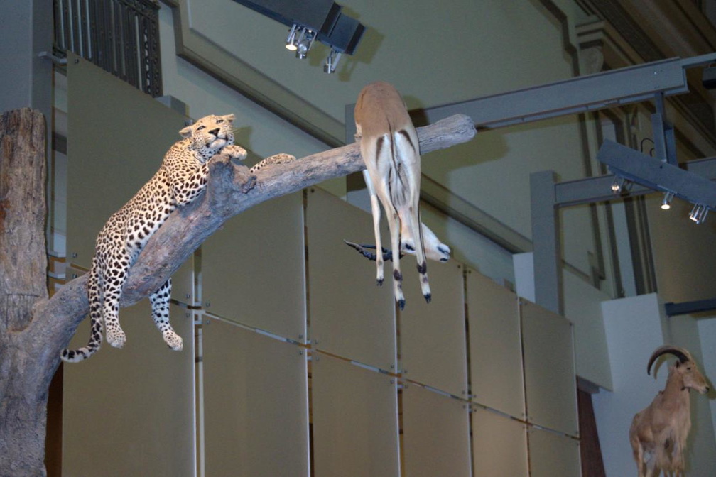 leopard natural history museum 30jul18ac