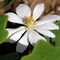 bloodroot george thompson 2may18zac