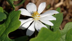 bloodroot george thompson 2may18zac