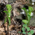 jack in the pulpit george thompson 2may18zac