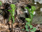 jack in the pulpit george thompson 2may18zac