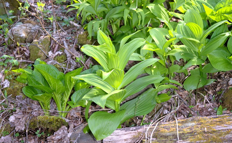 skunk cabbage false hellebore george thompson 2may18zac