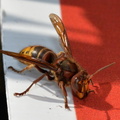 european hornet 19sep18a