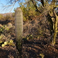 saguaro_palo_verde_tucson_mountain_park_28dec17a.jpg