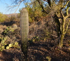 saguaro palo verde tucson mountain park 28dec17a