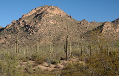 saguaro national park tucson 28dec17zac