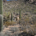 saguaro national park tucson 28dec17b