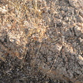 disintegrating pegmatite saguaro national park 28dec17a