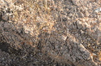 disintegrating pegmatite saguaro national park 28dec17a