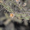 buckhorn cholla cylindropuntia acanthocarpa saguaro np 28dec17a