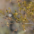creosote bush larrea tridentata saguaro np 28dec17a