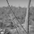ocotillo fouquieria splendens saguaro np 28dec17a