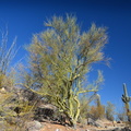 ocotillo palo verde saguaro saguaro np 28dec17a