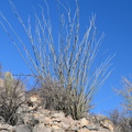 ocotillo fouquieria splendens saguaro np 28dec17b
