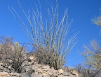 ocotillo fouquieria splendens saguaro np 28dec17b