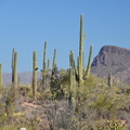 saguaro saguaro national park 28dec17b