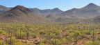 saguaro saguaro national park 28dec17d