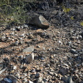 soil_saguaro_national_park_28dec17b.jpg