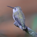 annas hummingbird desert museum 28dec17