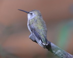 annas hummingbird desert museum 28dec17