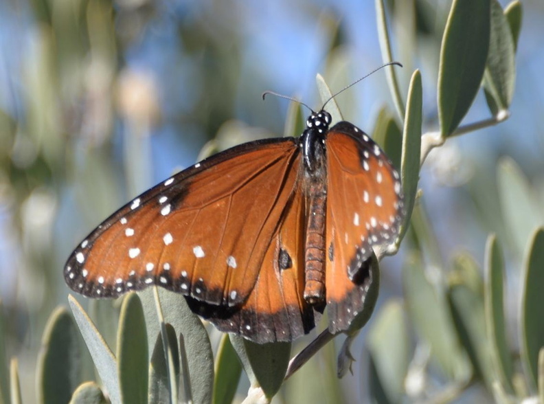queen butterfly danaus gilippus desert museum 28dec17a