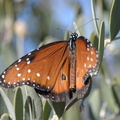 queen_butterfly_danaus_gilippus_desert_museum_28dec17a.jpg