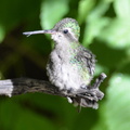 annas hummingbird desert museum 28dec17b