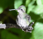annas hummingbird desert museum 28dec17b