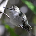 black chinned hummingbird desert museum 28dec17a