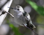 black chinned hummingbird desert museum 28dec17a