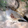 gambels quail desert museum 28dec17zac
