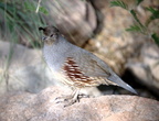 gambels quail desert museum 28dec17zac
