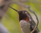annas hummingbird desert museum 28dec17c