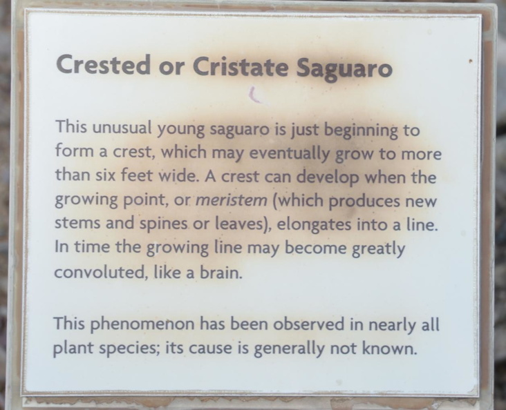 sign crested saguaro desert museum 28dec18