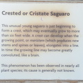 sign_crested_saguaro_desert_museum_28dec18.jpg