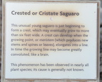 sign crested saguaro desert museum 28dec18