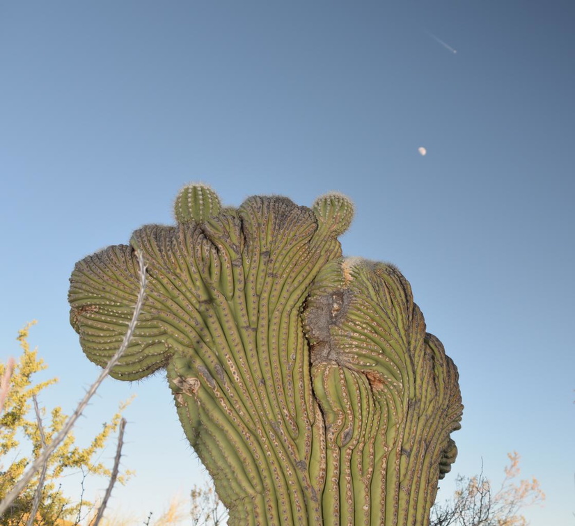 crested saguaro desert museum 28dec17a