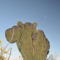 crested_saguaro_desert_museum_28dec17a.jpg