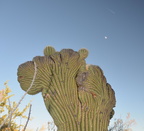 crested saguaro desert museum 28dec17a