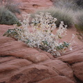 valley of fire12 unknown