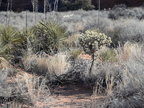 cactus snow canyon 31dec15b