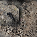 saguaro_parking_lot_sabino_canyon_30dec17a.jpg