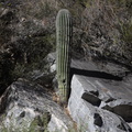 saguaro sabino canyon 30dec17b