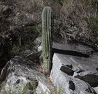 saguaro sabino canyon 30dec17b